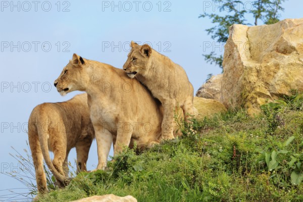 A female lion cub (Panthera leo) plays with her mother on a rocky hill on a sunny day, observed by other members of the pride. Captive