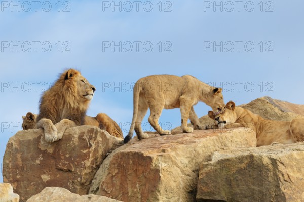 A small pride of lions (Panthera leo) rests on a rocky hill on a sunny day. Captive