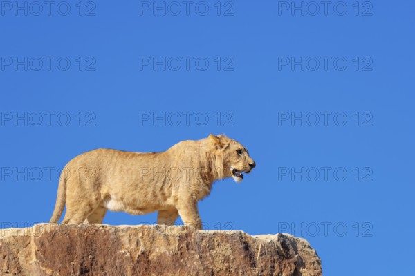 A young male lion (Panthera leo) stands on a rocky hill on a sunny day, observing something. Captive