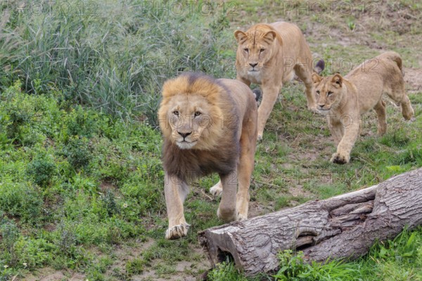 A large male lion (Panthera leo) runs down a hill across a meadow, followed by his female and their daughter. Captive