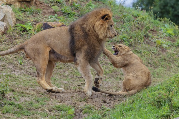 A large male lion (Panthera leo) plays with his daughter in rocky and hilly terrain