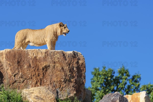 A young male lion (Panthera leo) stands on a rocky hill on a sunny day, observing something. Captive
