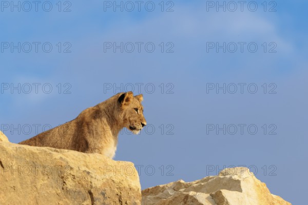 A young male lion (Panthera leo) stands on a rocky hill on a sunny day, observing something. Captive