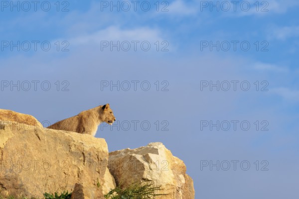 A young male lion (Panthera leo) stands on a rocky hill on a sunny day, observing something. Captive