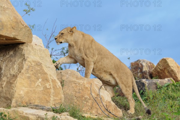 An adult female lion (Panthera leo) climbs a rocky hill on a sunny day. Captive