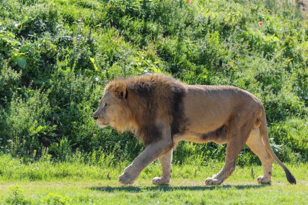 A big male lion (Panthera leo) runs across a meadow in hilly terrain on a sunny day. Captive