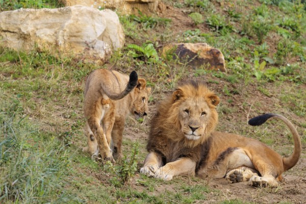 A male lion cub (Panthera leo) plays with his father on a rocky hill on a sunny day. Captive