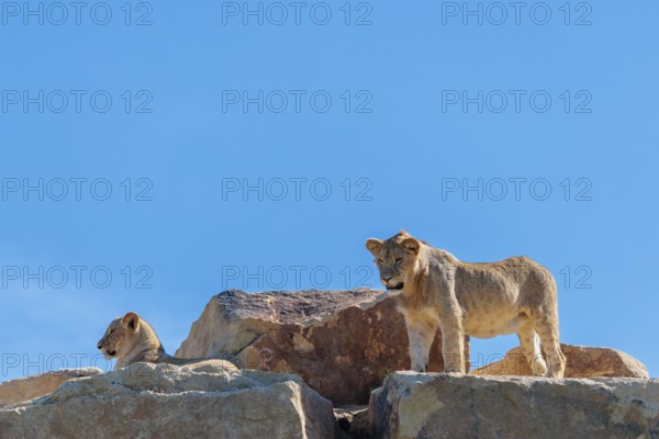A young male lion (Panthera leo) stands next to a female cub lying on a rocky hill on a sunny day. Captive