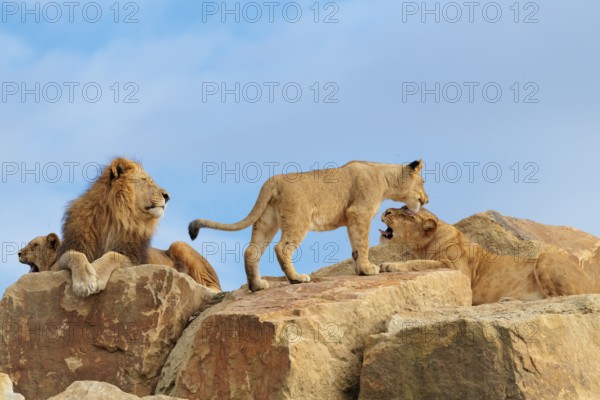 A small pride of lions (Panthera leo) rests on a rocky hill on a sunny day. Captive