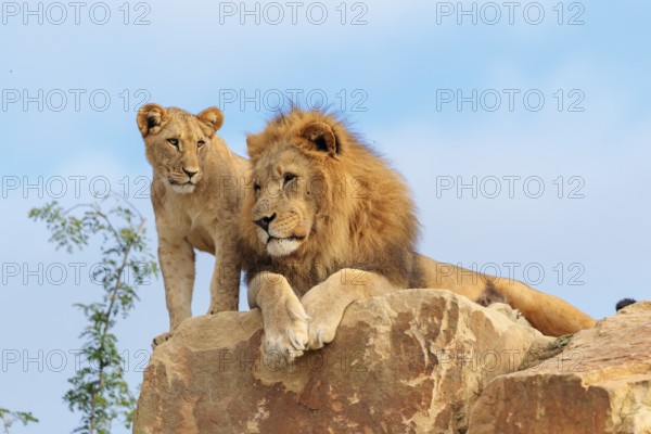 A big male lion (Panthera leo) rests next to a female cub standing on a rocky hill on a sunny day. Captive