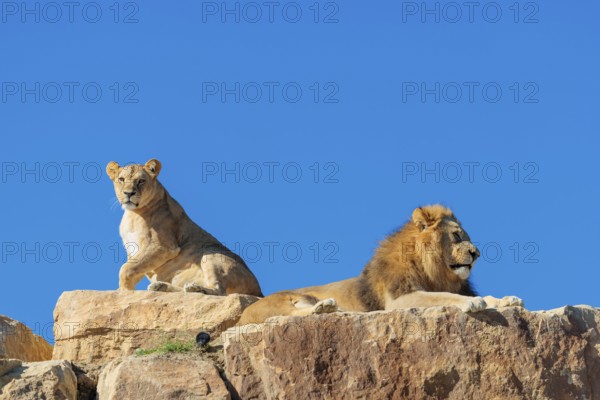 Two adult lions, a male and female (Panthera leo) rest on a rocky hill on a sunny day, observing something. Captive