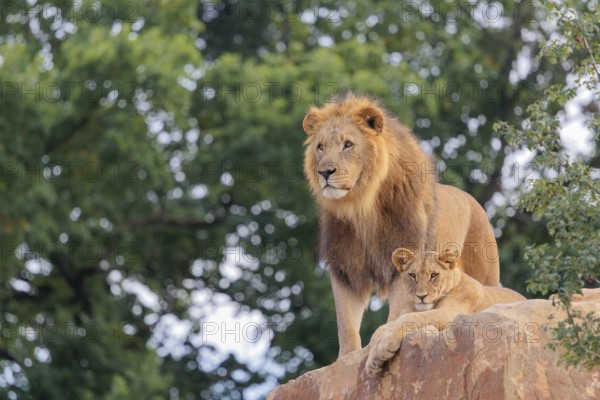 A big male lion (Panthera leo) stands next to a female cub lying on a rocky hill on a sunny day. Captive