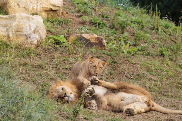 A male lion cub (Panthera leo) plays with his father on a rocky hill on a sunny day. Captive
