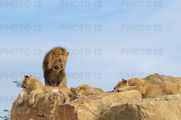 A small pride of lions (Panthera leo) rests on a rocky hill on a sunny day. The adult male lion stands next to them. Captive