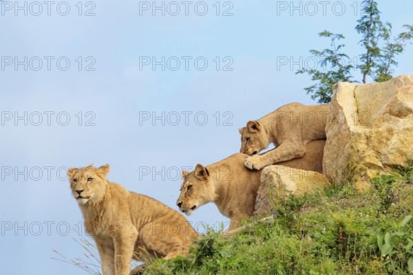 A female lion cub (Panthera leo) plays with her mother on a rocky hill on a sunny day, observed by other members of the pride. Captive