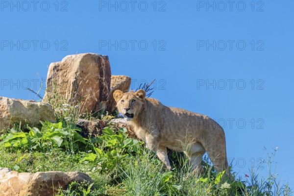 A young male lion (Panthera leo) stands on a rocky hill on a sunny day, observing something. Captive