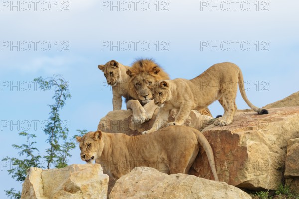 A female lion cub (Panthera leo) plays with her mother on a rocky hill on a sunny day, observed by other members of the pride. Captive