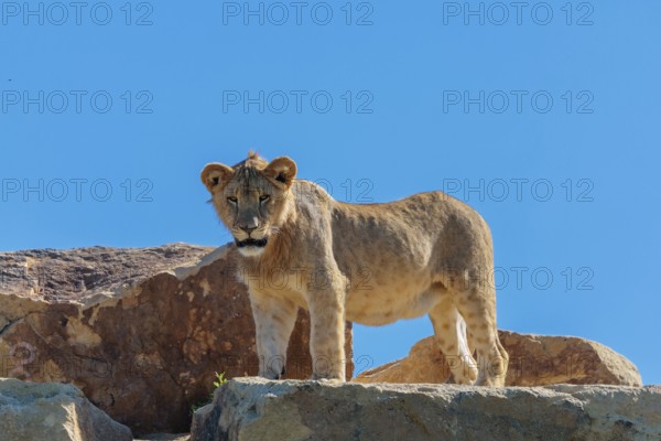 A young male lion (Panthera leo) stands on a rocky hill on a sunny day, observing something. Captive