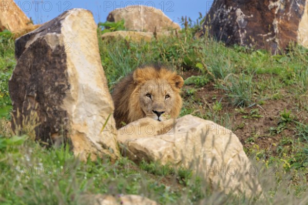 A big male lion (Panthera leo) rests behind rocks on a rocky hill on a sunny day. Captive