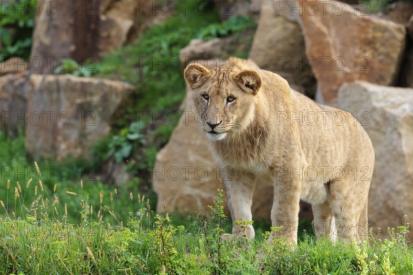 A young male lion (Panthera leo) stands on a rocky hill on a sunny day, observing something. Captive