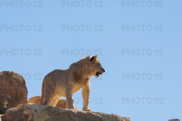 A young male lion (Panthera leo) stands on a rocky hill on a sunny day, observing something. Captive