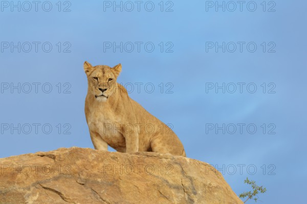 An adult female lion (Panthera leo) stands on a rocky hill on a sunny day, observing something. Captive