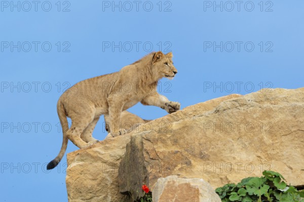 A young male lion (Panthera leo) walks across a rocky hill on a sunny day. Captive