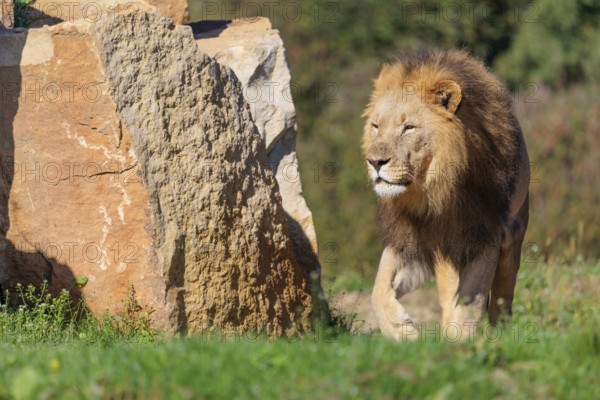 A big male lion (Panthera leo) runs across a meadow past rocks in hilly terrain on a sunny day. Captive