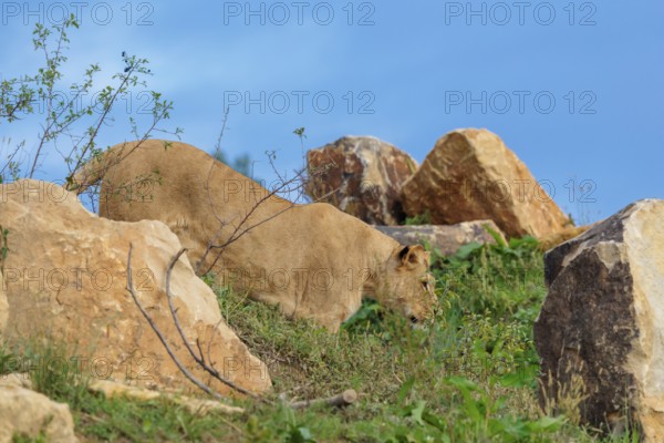 An adult female lion (Panthera leo) leaves a rocky hill on a sunny day. Captive