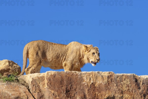 A young male lion (Panthera leo) stands on a rocky hill on a sunny day, observing something. Captive
