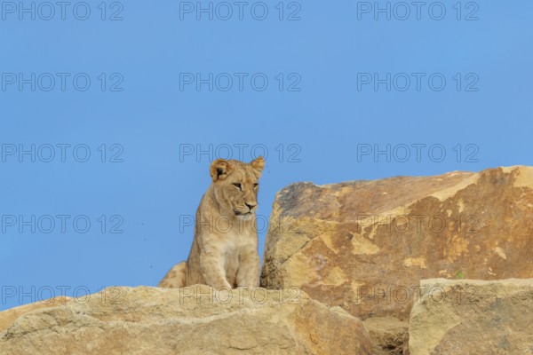 A young female lion (Panthera leo) walks across a rocky hill on a sunny day. Captive