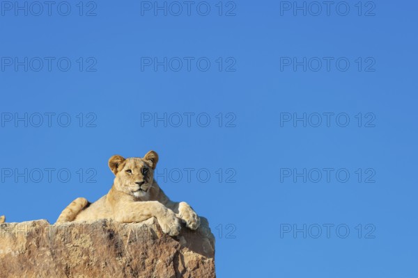 A young male lion (Panthera leo) rests on a rocky hill on a sunny day, observing something. Captive