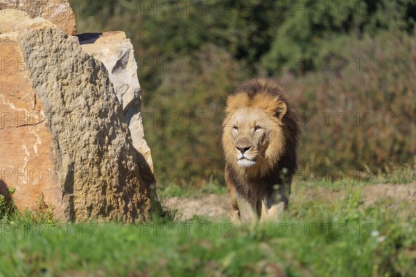 A big male lion (Panthera leo) runs across a meadow past rocks in hilly terrain on a sunny day. Captive