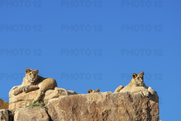 Three lion cubs (Panthera leo) rest on a rocky hill on a sunny day, observing something. Captive