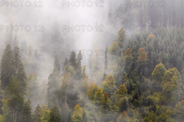 Mixed forest in the fog, autumn forest, autumn, Furkajoch, Vorarlberg, Austria