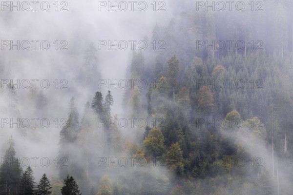 Mixed forest in the fog, autumn forest, autumn, Furkajoch, Vorarlberg, Austria