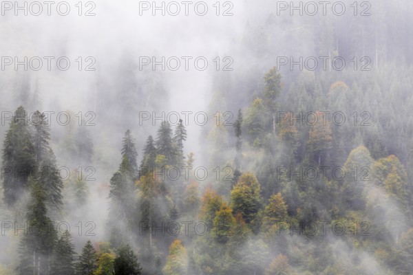 Mixed forest in the fog, autumn forest, autumn, Furkajoch, Vorarlberg, Austria