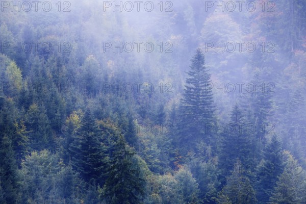 Spruce forest in the fog, autumn, Furkajoch, Vorarlberg, Austria