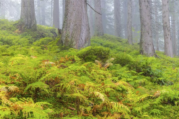 Worm fern (Dryopteris filix-mas) in coniferous forest, Leptosporangiate ferns (Polypodiopsida), Furkajoch, Vorarlberg, Austria