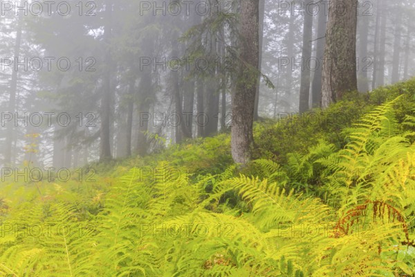 Worm fern (Dryopteris filix-mas) in coniferous forest, Leptosporangiate ferns (Polypodiopsida), Furkajoch, Vorarlberg, Austria