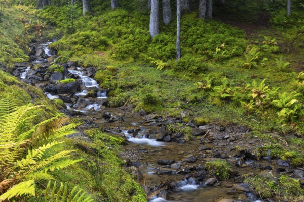 Worm fern (Dryopteris filix-mas) lining a mountain stream, Leptosporangiate ferns (Polypodiopsida), Furkajoch, Vorarlberg, Austria