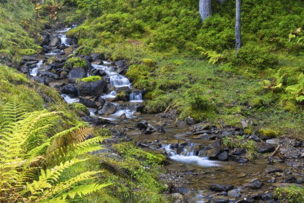 Worm fern (Dryopteris filix-mas) lining a mountain stream, Leptosporangiate ferns (Polypodiopsida), Furkajoch, Vorarlberg, Austria