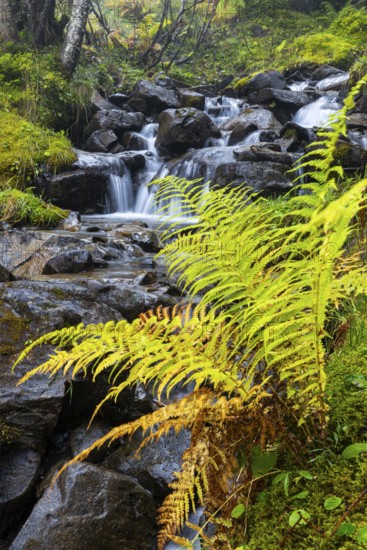 Worm fern (Dryopteris filix-mas) by a mountain stream, Leptosporangiate ferns (Polypodiopsida), Furkajoch, Vorarlberg, Austria