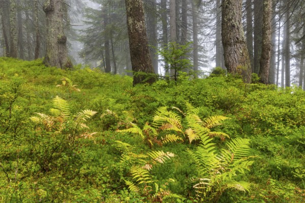Worm fern (Dryopteris filix-mas) in coniferous forest, Leptosporangiate ferns (Polypodiopsida), Furkajoch, Vorarlberg, Austria