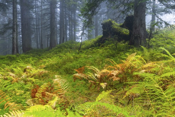 Worm fern (Dryopteris filix-mas) in coniferous forest, Leptosporangiate ferns (Polypodiopsida), Furkajoch, Vorarlberg, Austria