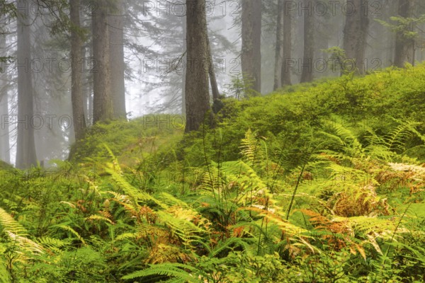 Worm fern (Dryopteris filix-mas) in coniferous forest, Leptosporangiate ferns (Polypodiopsida), Furkajoch, Vorarlberg, Austria