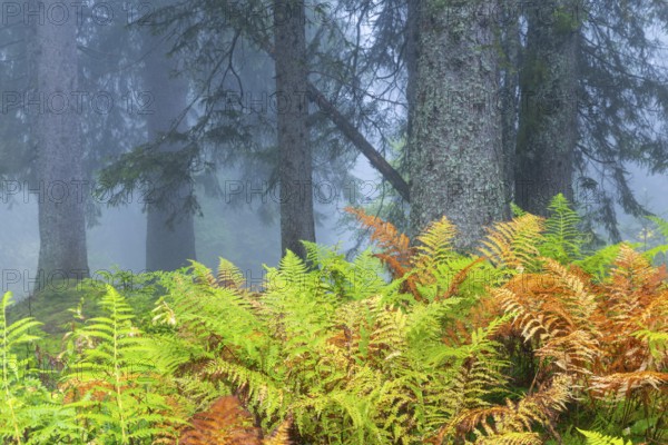 Worm fern (Dryopteris filix-mas) in front of coniferous forest, Leptosporangiate ferns (Polypodiopsida), Furkajoch, Vorarlberg, Austria