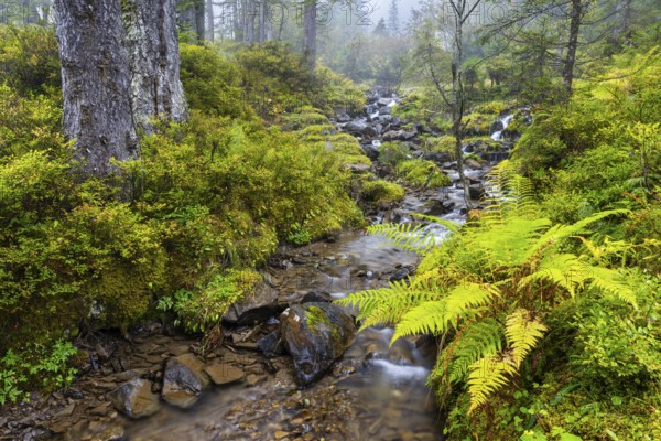 Worm fern (Dryopteris filix-mas) by a mountain stream, Leptosporangiate ferns (Polypodiopsida), Furkajoch, Vorarlberg, Austria
