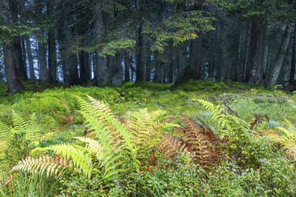 Worm fern (Dryopteris filix-mas) in front of coniferous forest, Leptosporangiate ferns (Polypodiopsida), Furkajoch, Vorarlberg, Austria