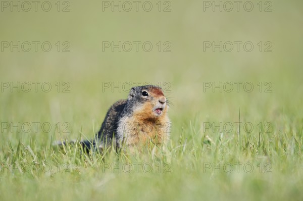 Columbia ground squirrel (Urocitellus columbianus, Spermophilus columbianus), Jasper National Park, Alberta, Canada